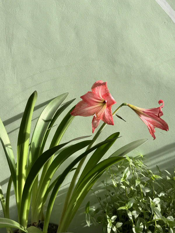 Hibiscus (Shoe flower) at my home right outside my room