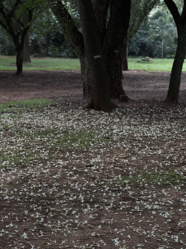 brown white brown gree